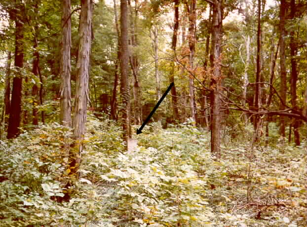 16.jpg (60325 bytes)