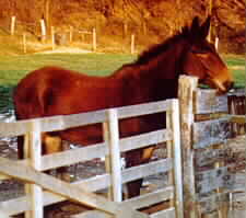 mule.jpg (8570 bytes)