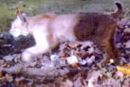 cat2s.jpg (12478 bytes)