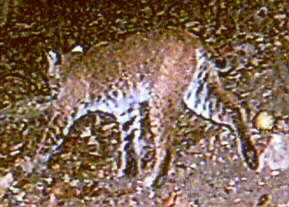 catsmall.jpg (21822 bytes)